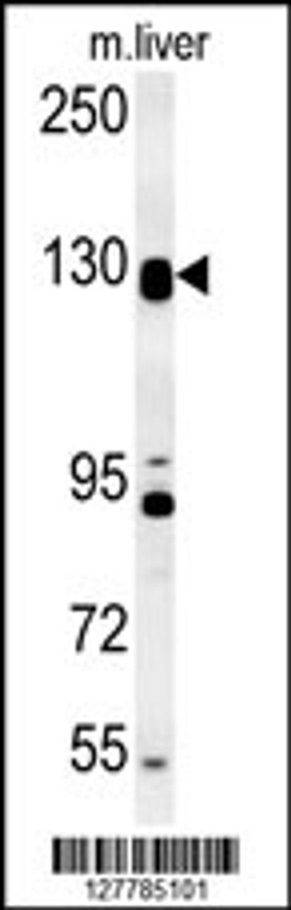 Western blot analysis in mouse liver tissue lysates (15ug/lane) .This demonstrates the detected DENND5B protein (arrow) .