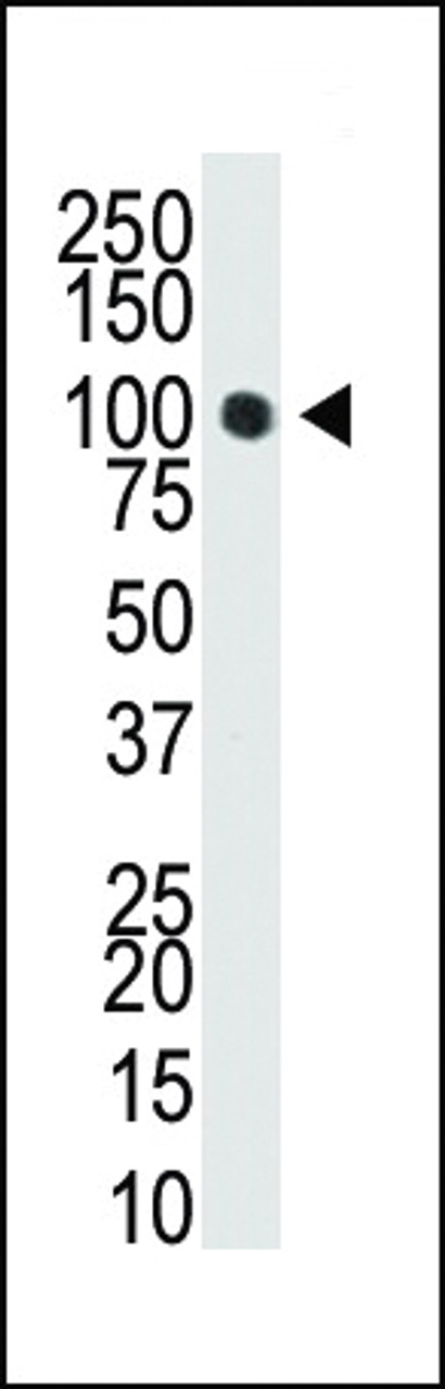 Western blot analysis of anti-Dnmt3a Pab in T47-D cell lysate