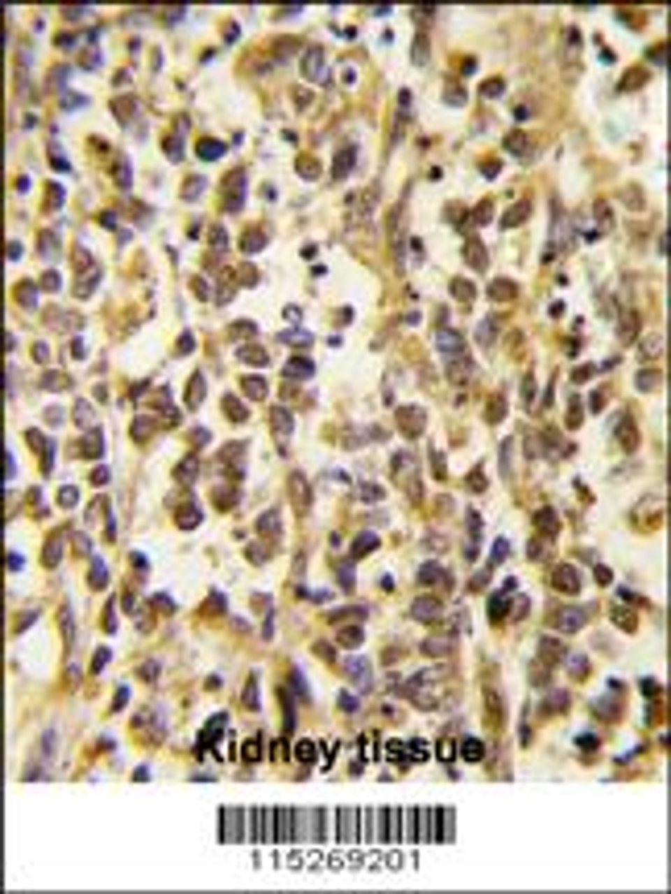 Formalin-fixed and paraffin-embedded human kidney tissue reacted with the primary antibody, which was peroxidase-conjugated to the secondary antibody, followed by DAB staining.