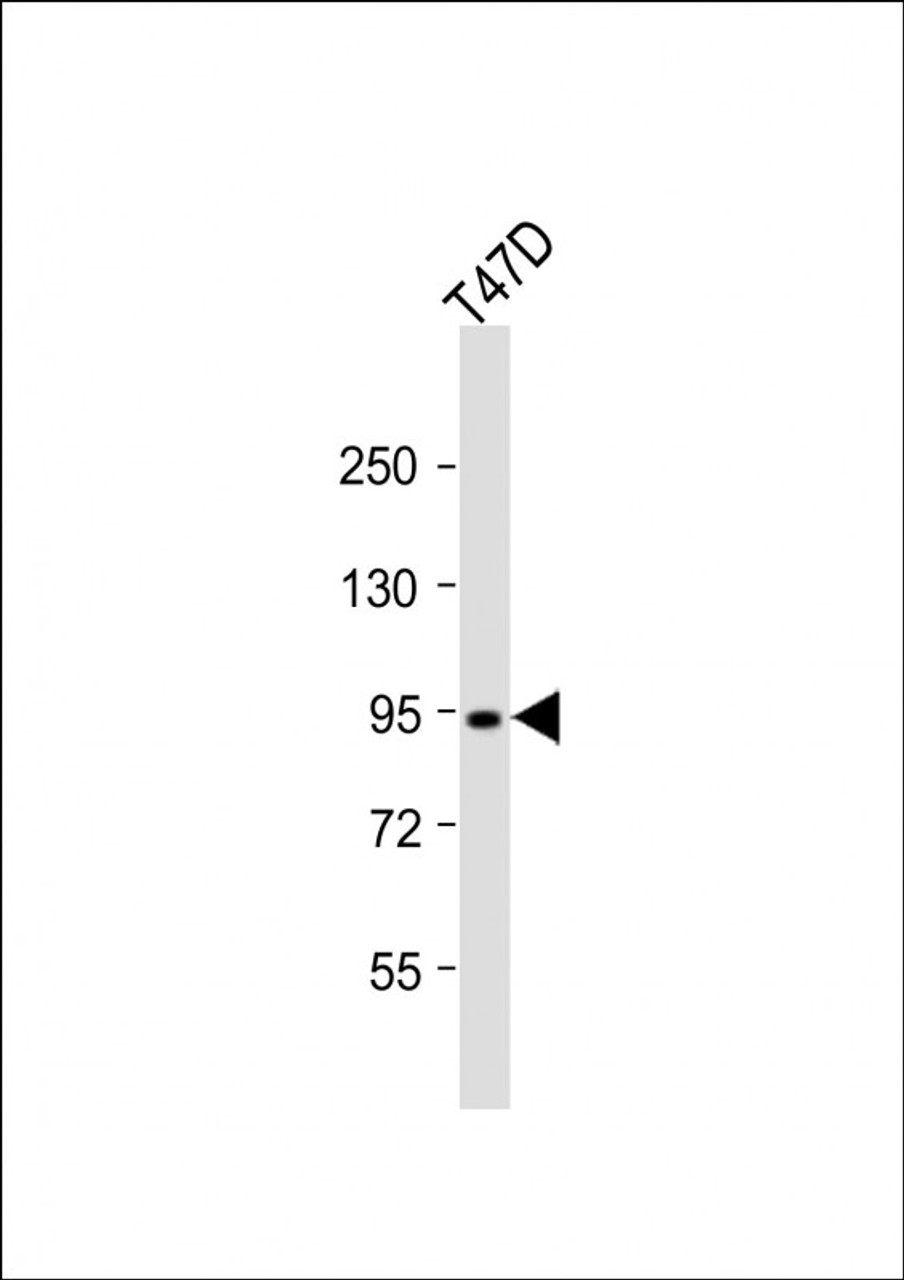 Western Blot at 1:2000 dilution + T47D whole cell lysates Lysates/proteins at 20 ug per lane.