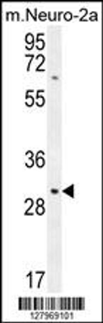 Western blot analysis in mouse Neuro-2a cell line lysates (35ug/lane) .