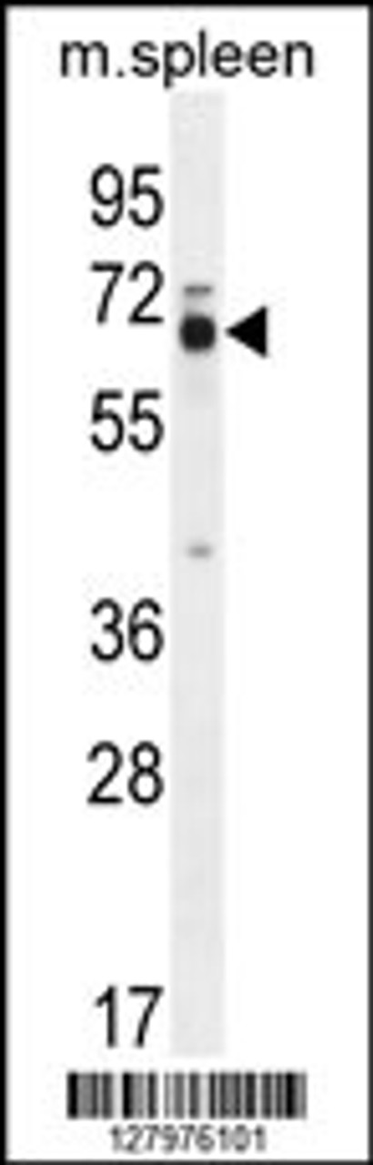 Western blot analysis in mouse spleen tissue lysates (35ug/lane) .