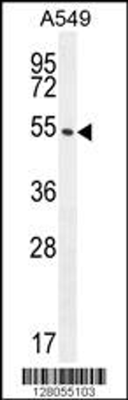 Western blot analysis in A549 cell line lysates (35ug/lane) .