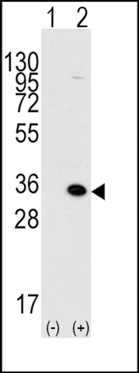 Western blot analysis of MBD3 using rabbit polyclonal MBD3 Antibody.293 cell lysates (2 ug/lane) either nontransfected (Lane 1) or transiently transfected with the MBD3 gene (Lane 2) .