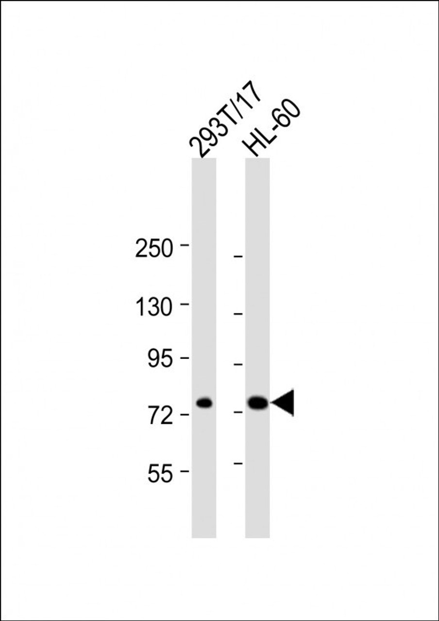 Western Blot at 1:2000 dilution Lane 1: 293T/17 whole cell lysate Lane 2: HL-60 whole cell lysate Lysates/proteins at 20 ug per lane.