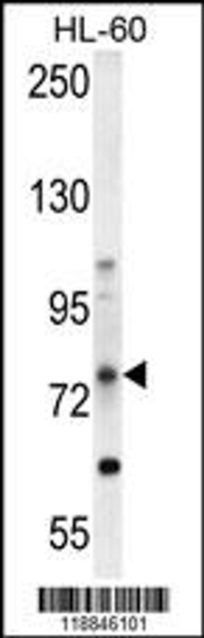 Western blot analysis in HL-60 cell line lysates (35ug/lane) .