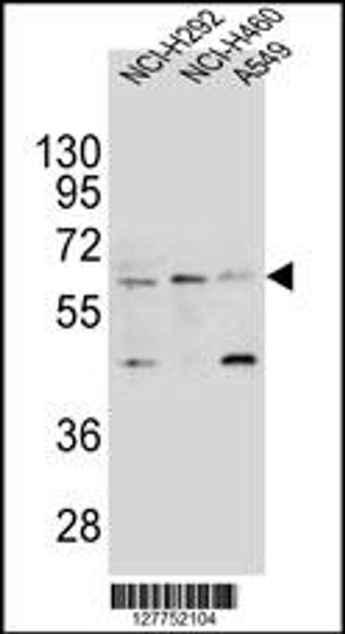 Western blot analysis in NCI-H292, NCI-H460 and A549 cell line lysates (35ug/lane) .