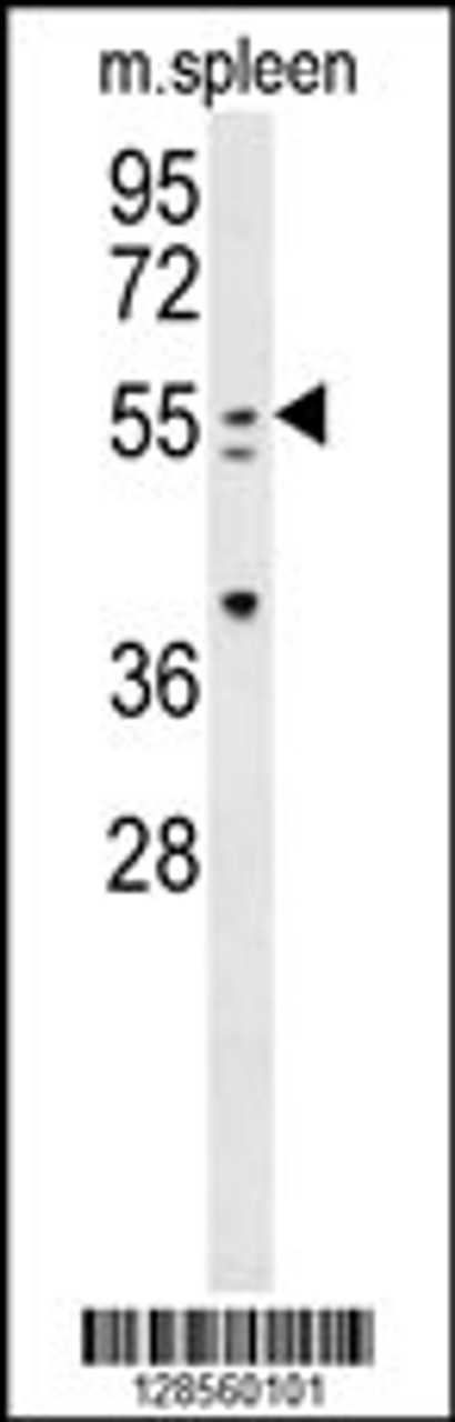 Western blot analysis in mouse spleen tissue lysates (35ug/lane) .