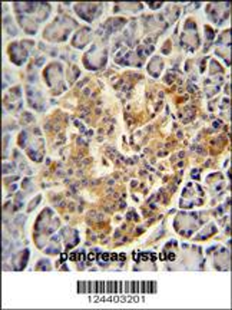 PRSS3 antibody immunohistochemistry analysis in formalin fixed and paraffin embedded human pancreas tissue followed by peroxidase conjugation of the secondary antibody and DAB staining.