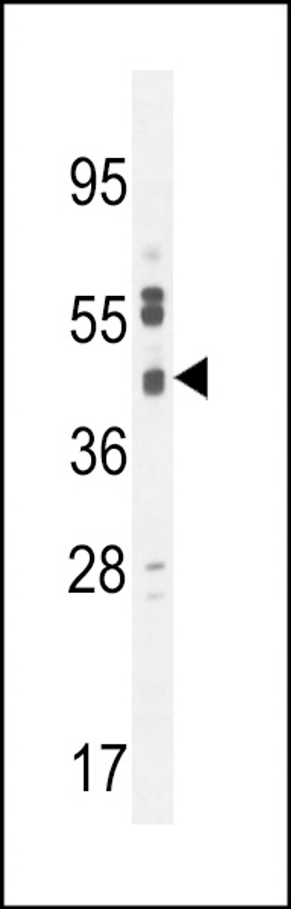 Western blot analysis in U251 cell line lysates (35ug/lane) .