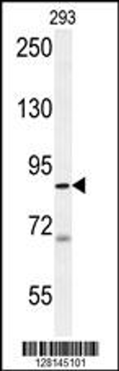 Western blot analysis in 293 cell line lysates (35ug/lane) .