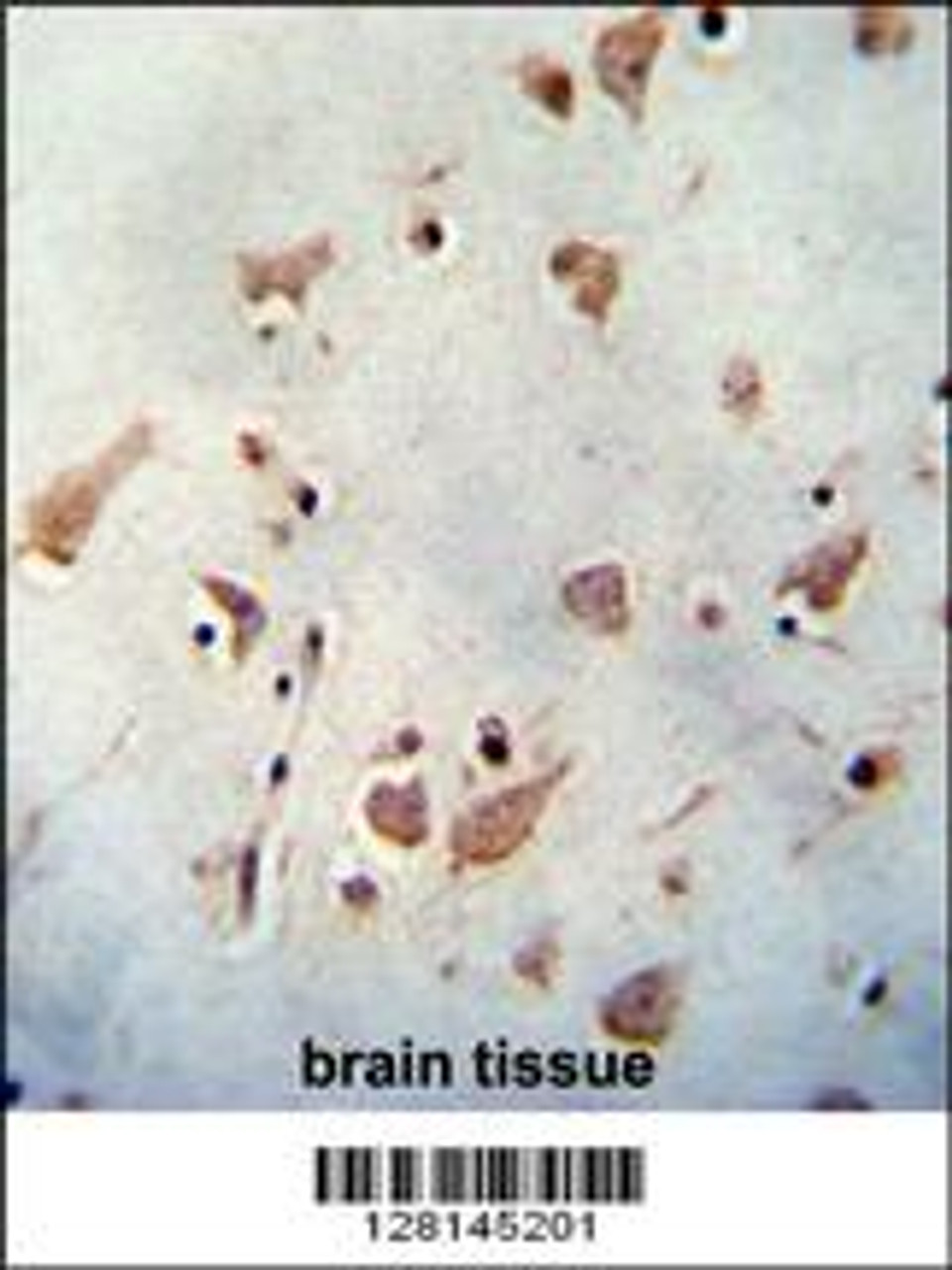 WDR48 antibody immunohistochemistry analysis in formalin fixed and paraffin embedded human brain tissue followed by peroxidase conjugation of the secondary antibody and DAB staining.