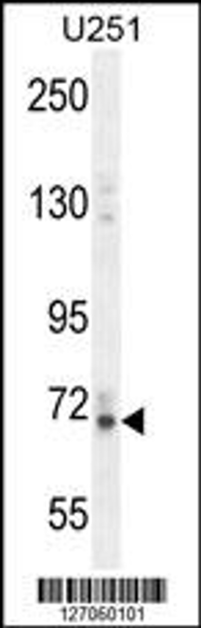 Western blot analysis in U251 cell line lysates (35ug/lane) .