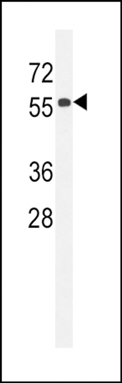 Western blot analysis in 293 cell line lysates (35ug/lane) .