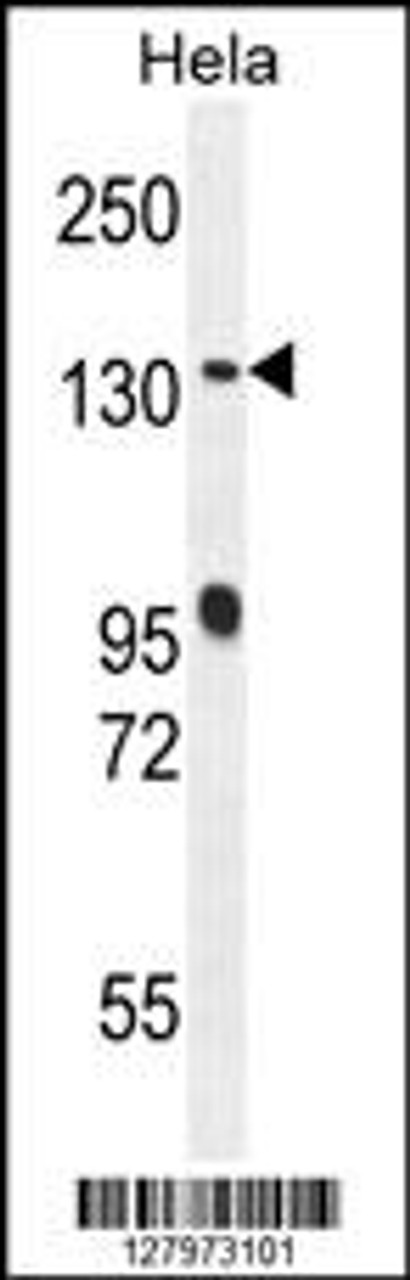 Western blot analysis in Hela cell line lysates (35ug/lane) .