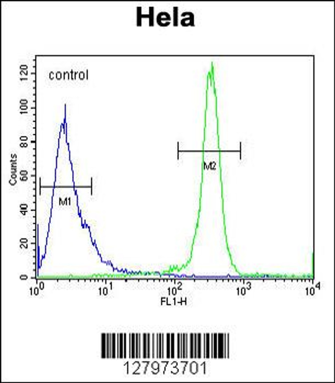 Flow cytometric analysis of Hela cells (right histogram) compared to a negative control cell (left histogram) .FITC-conjugated goat-anti-rabbit secondary antibodies were used for the analysis.