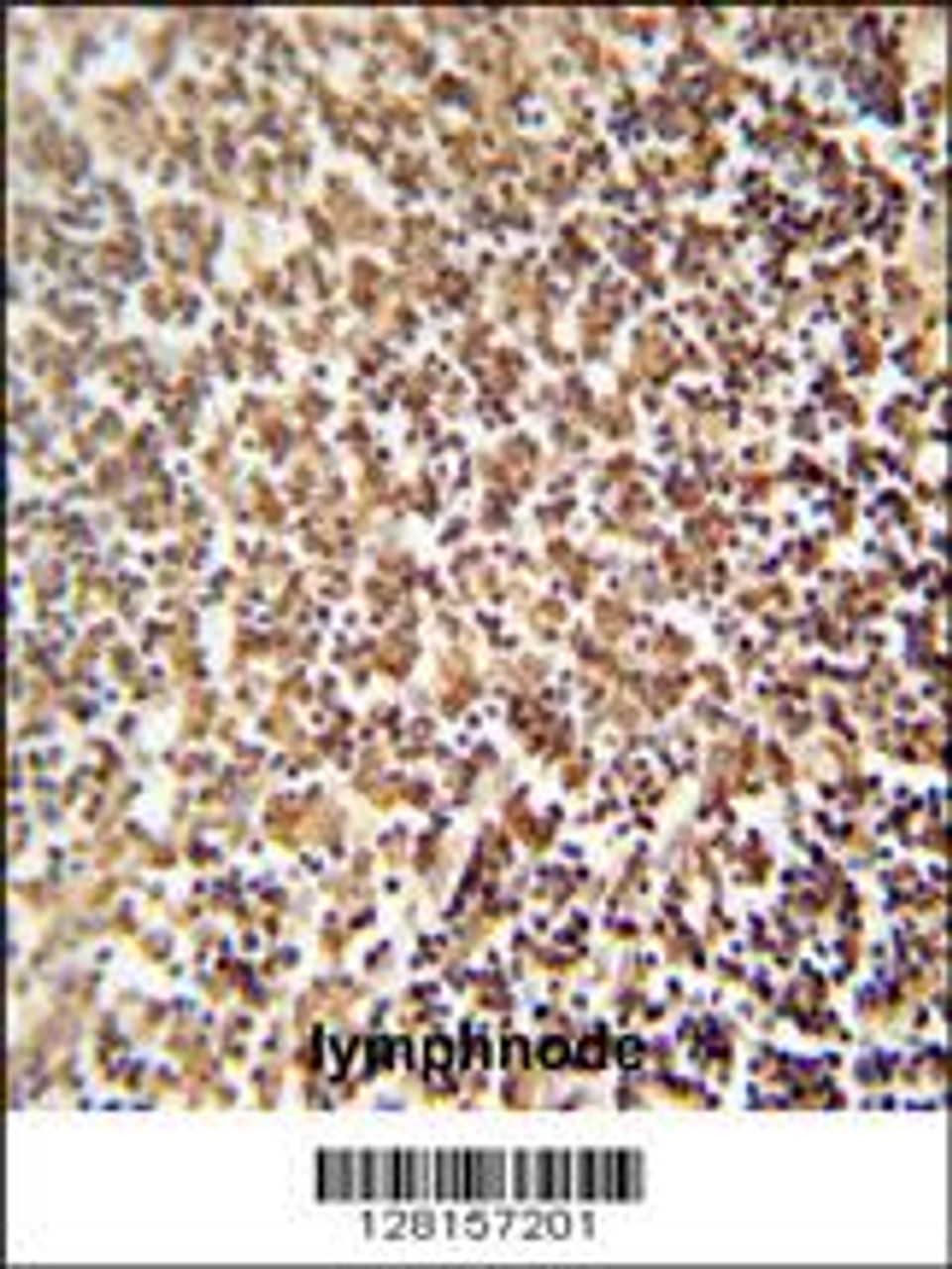 ZNF98 antibody immunohistochemistry analysis in formalin fixed and paraffin embedded human lymphnode followed by peroxidase conjugation of the secondary antibody and DAB staining.