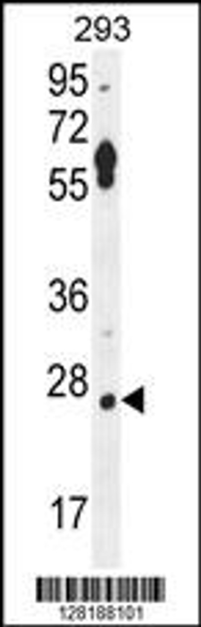 Western blot analysis in 293 cell line lysates (35ug/lane) .