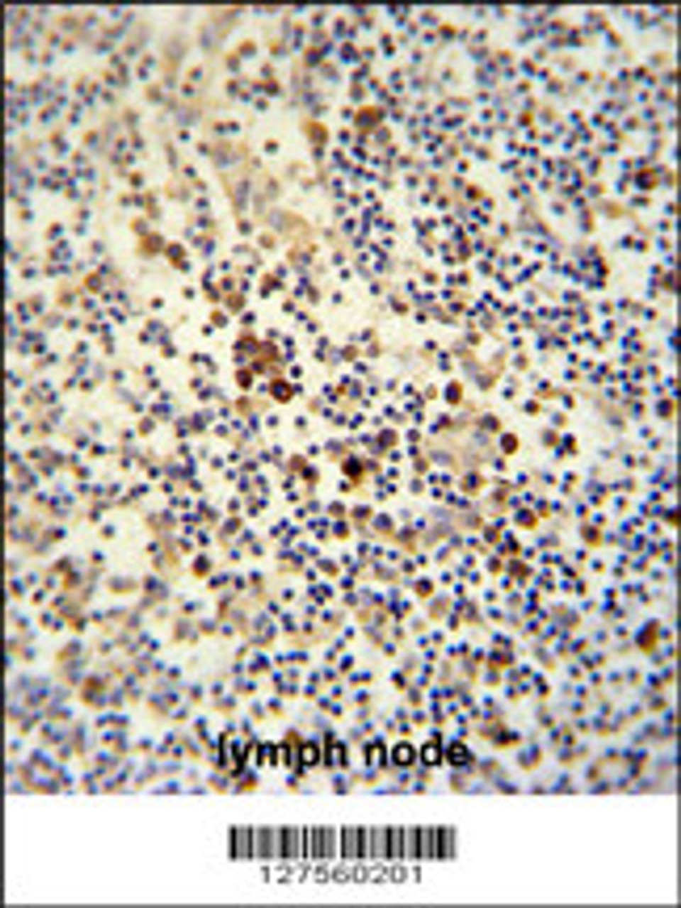 LY6G6C antibody immunohistochemistry analysis in formalin fixed and paraffin embedded human lymph node followed by peroxidase conjugation of the secondary antibody and DAB staining.