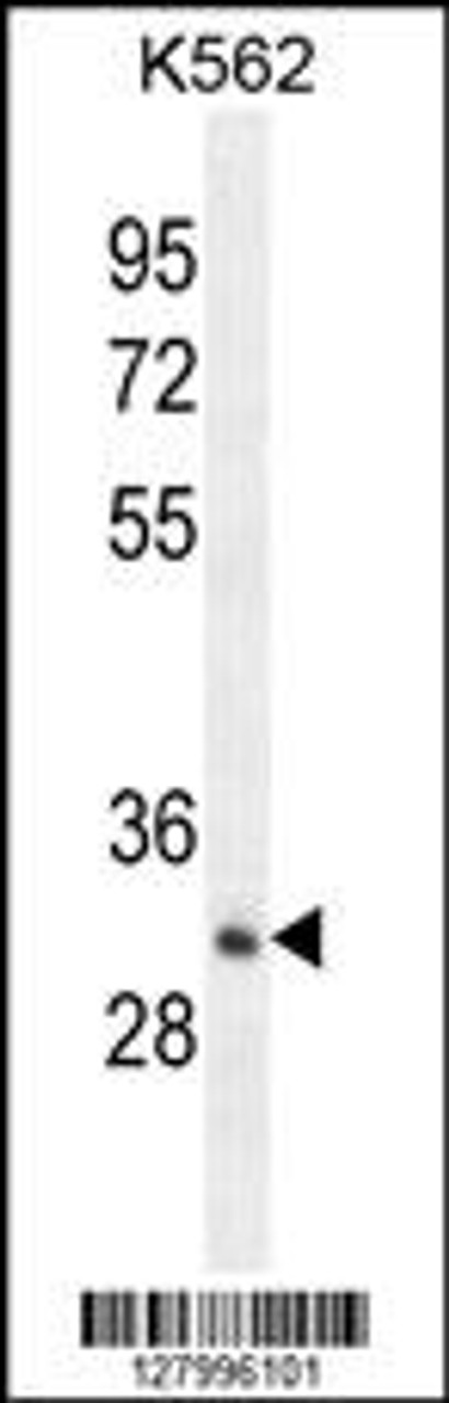 Western blot analysis in K562 cell line lysates (35ug/lane) .