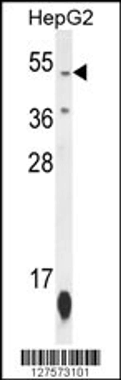 Western blot analysis in HepG2 cell line lysates (35ug/lane) .