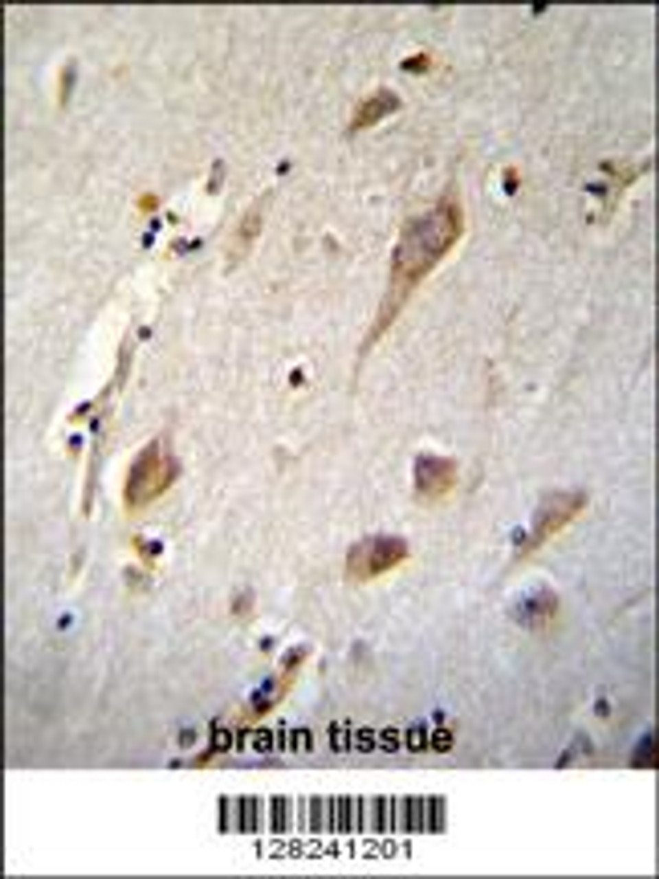 NXNL2 Antibody immunohistochemistry analysis in formalin fixed and paraffin embedded human brain tissue followed by peroxidase conjugation of the secondary antibody and DAB staining.
