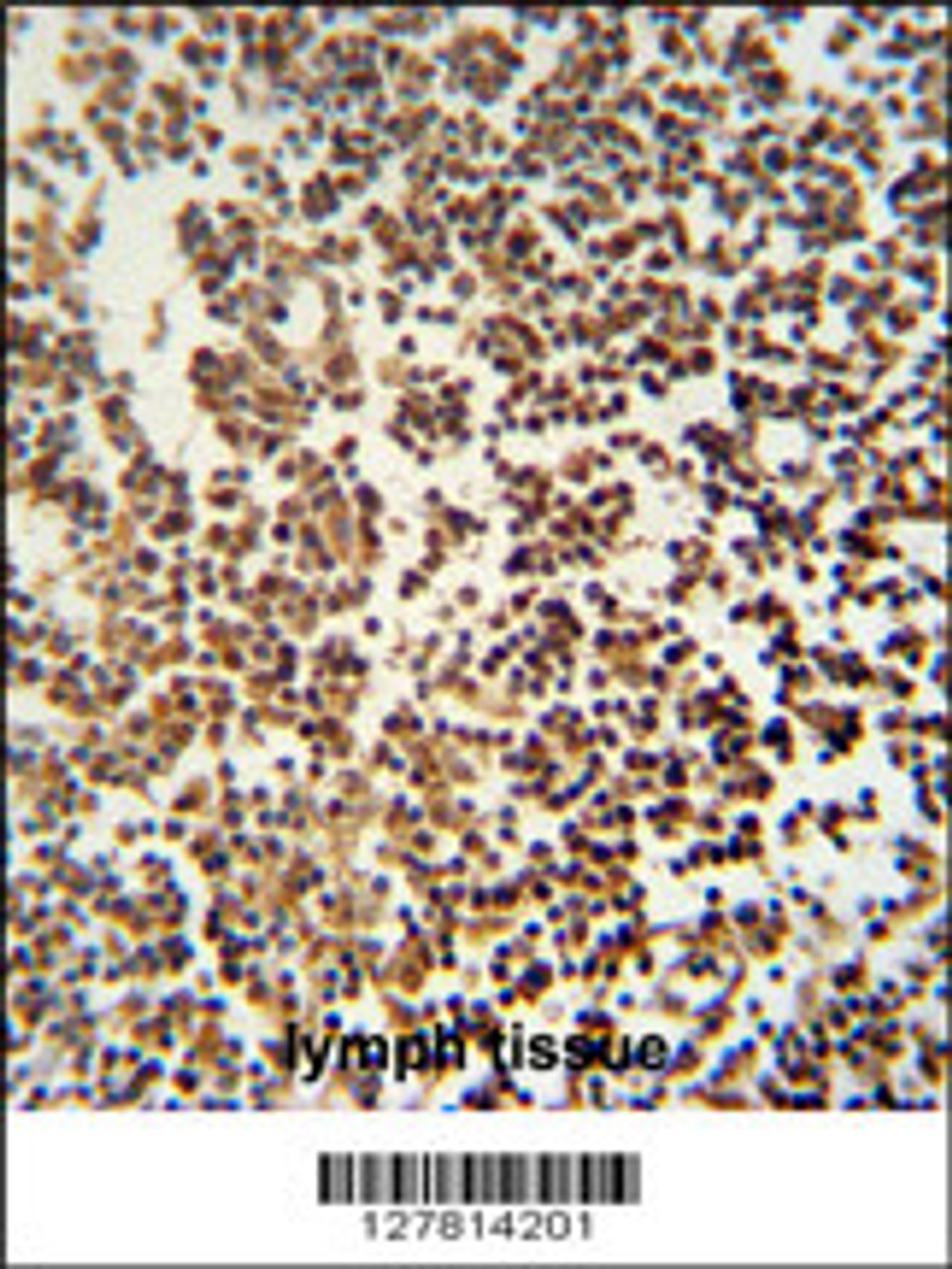 GTSF1 antibody immunohistochemistry analysis in formalin fixed and paraffin embedded human lymph tissue followed by peroxidase conjugation of the secondary antibody and DAB staining.