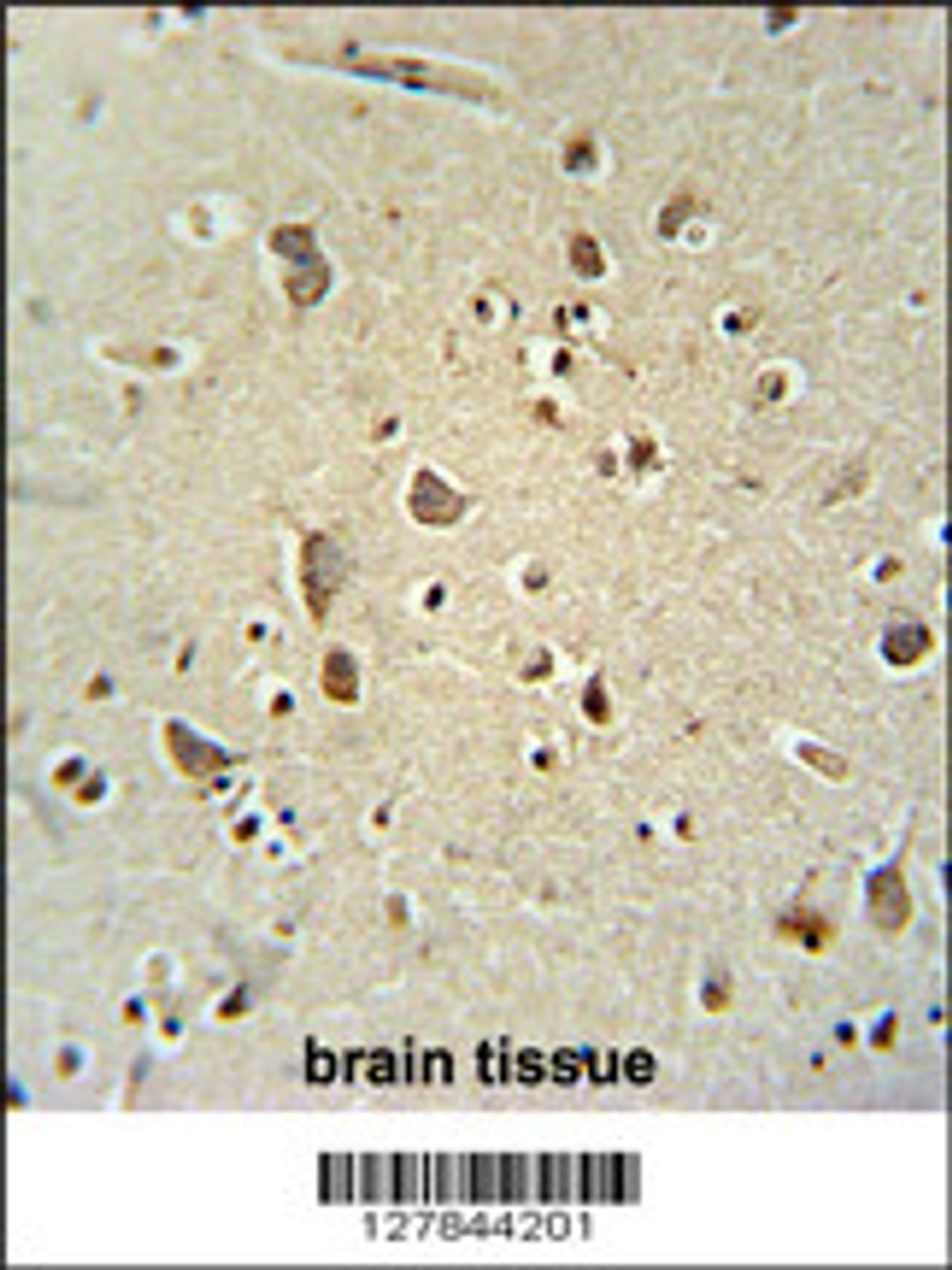 ATPGD1 antibody immunohistochemistry analysis in formalin fixed and paraffin embedded human brain tissue followed by peroxidase conjugation of the secondary antibody and DAB staining.
