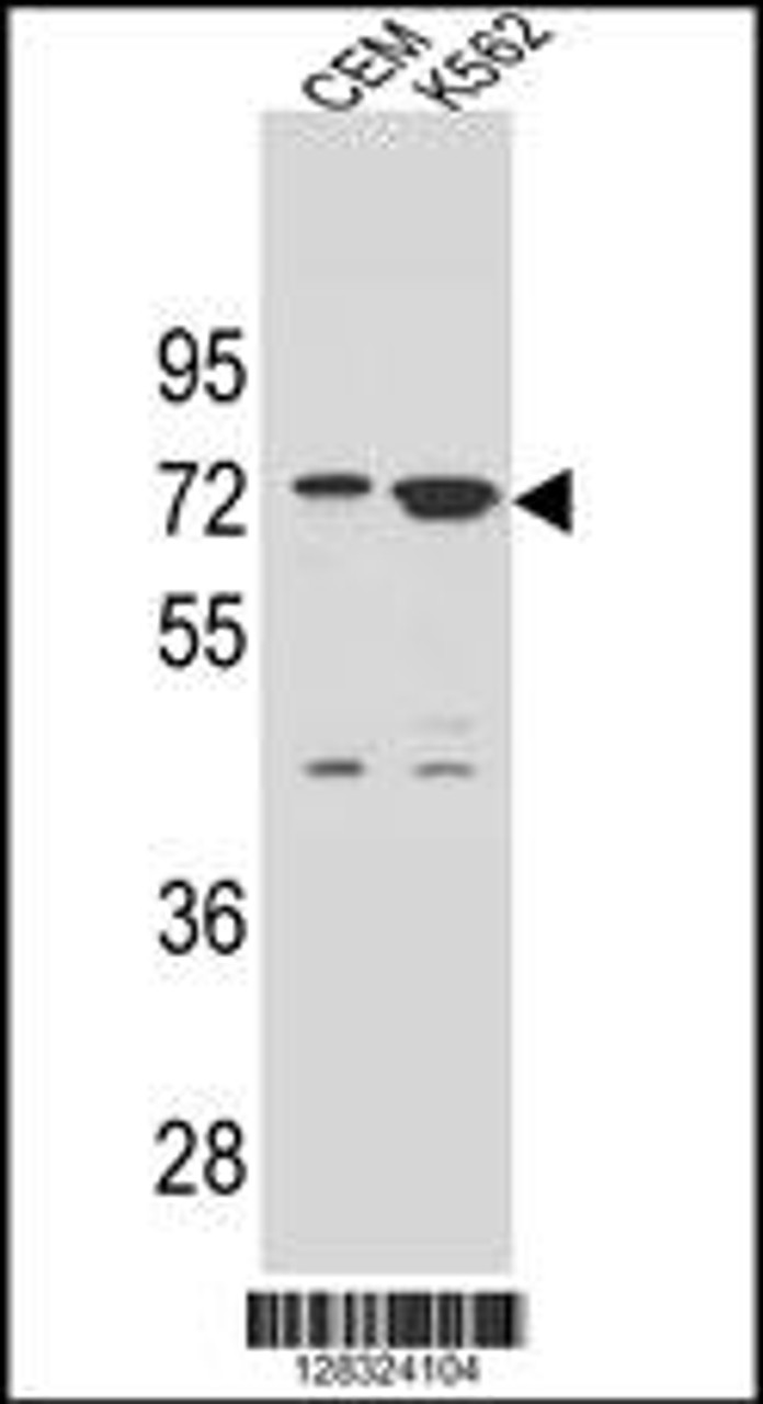 Western blot analysis in CEM and K562 cell line lysates (35ug/lane) .