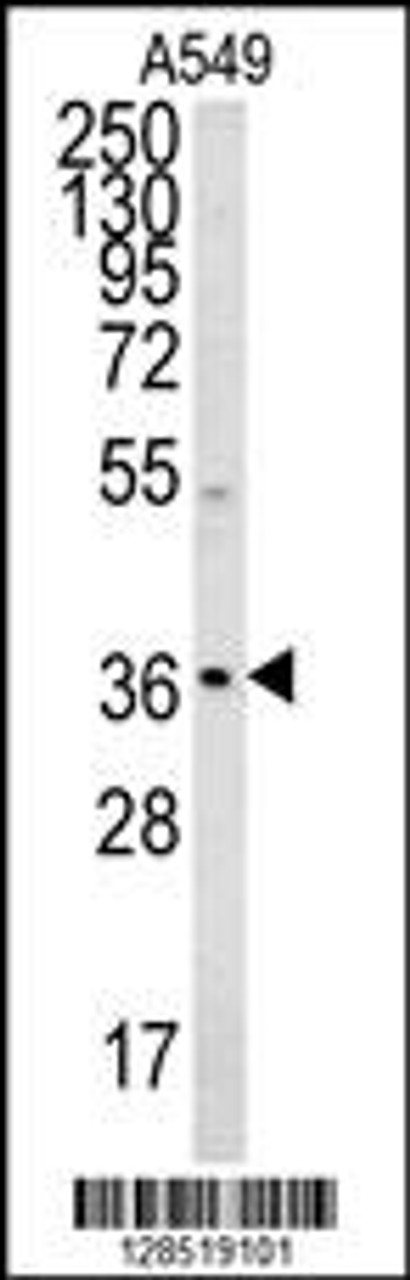 Western blot analysis in A549 cell line lysates (35ug/lane) .This demonstrates the ORdetected the NGRN protein (arrow) .