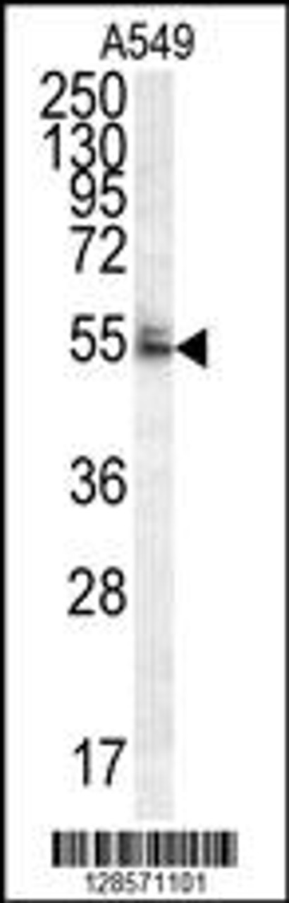 Western blot analysis in A549 cell line lysates (35ug/lane) .