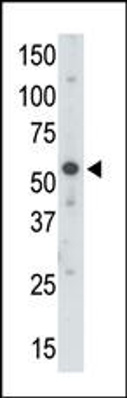 Antibody is used in Western blot to detect UBE1 in mouse brain tissue lysate.