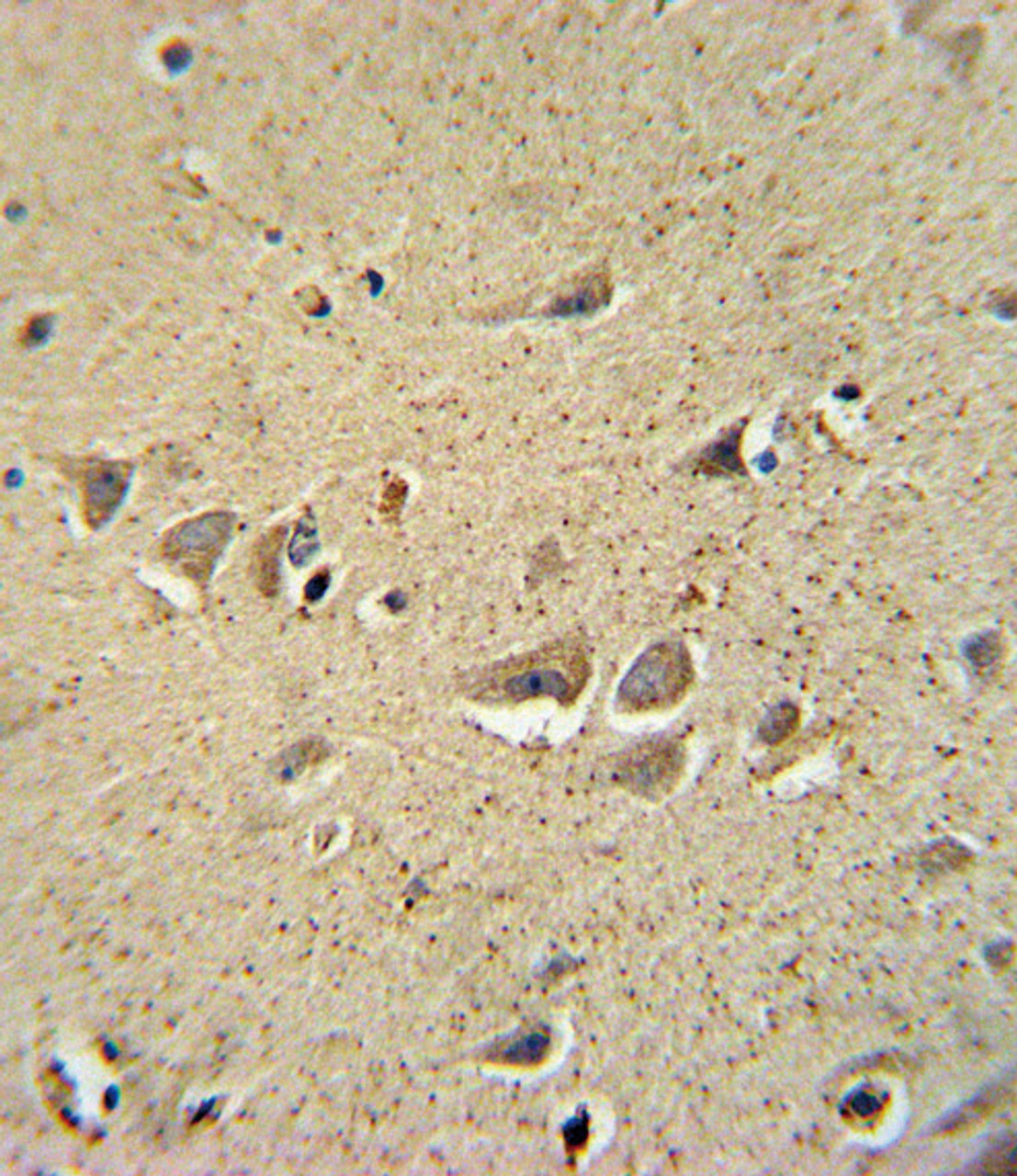 SCN1B Antibody immunohistochemistry analysis in formalin fixed and paraffin embedded human brain tissue followed by peroxidase conjugation of the secondary antibody and DAB staining.