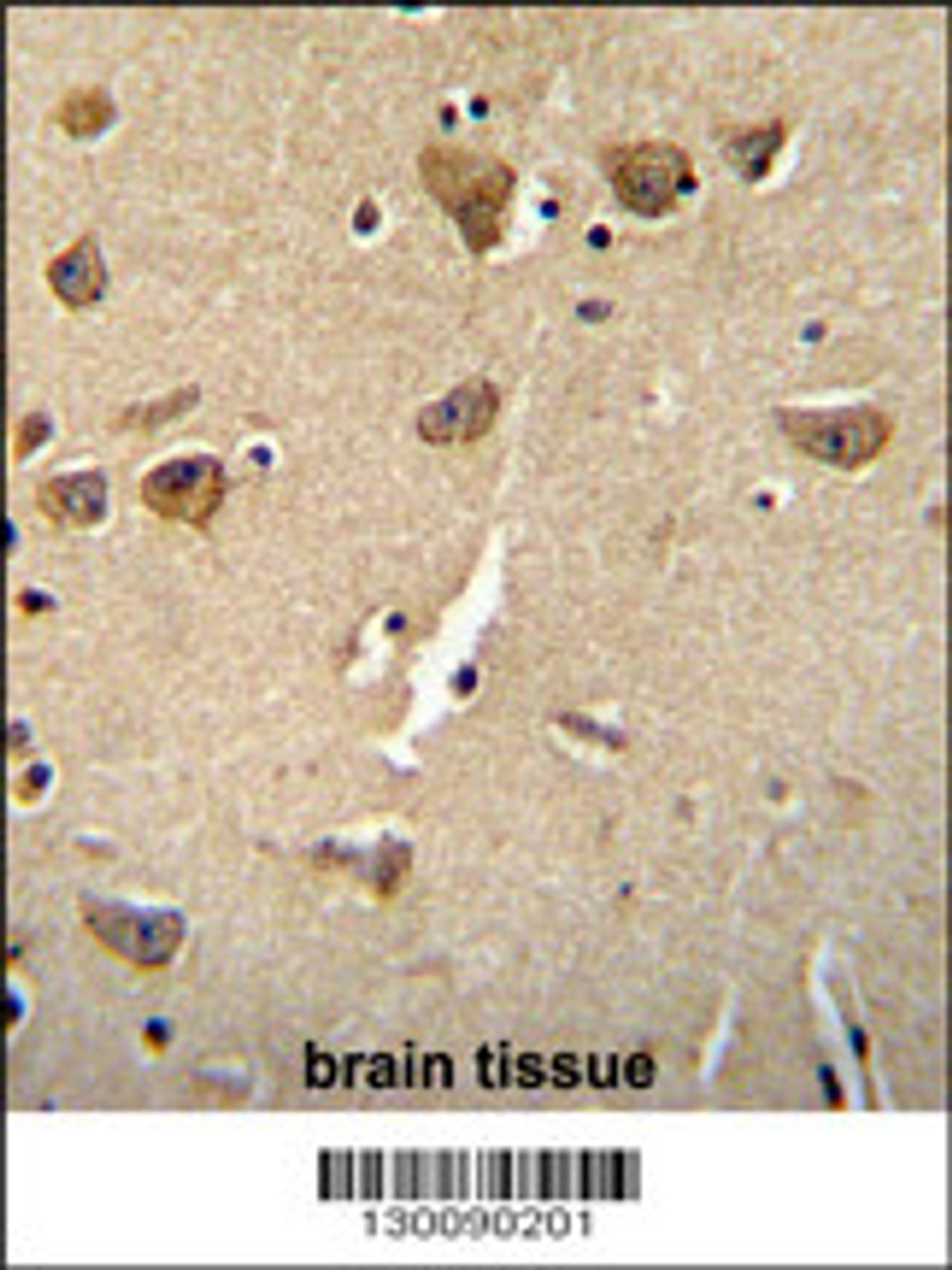 CPLX3 Antibody immunohistochemistry analysis in formalin fixed and paraffin embedded human brain tissue followed by peroxidase conjugation of the secondary antibody and DAB staining.