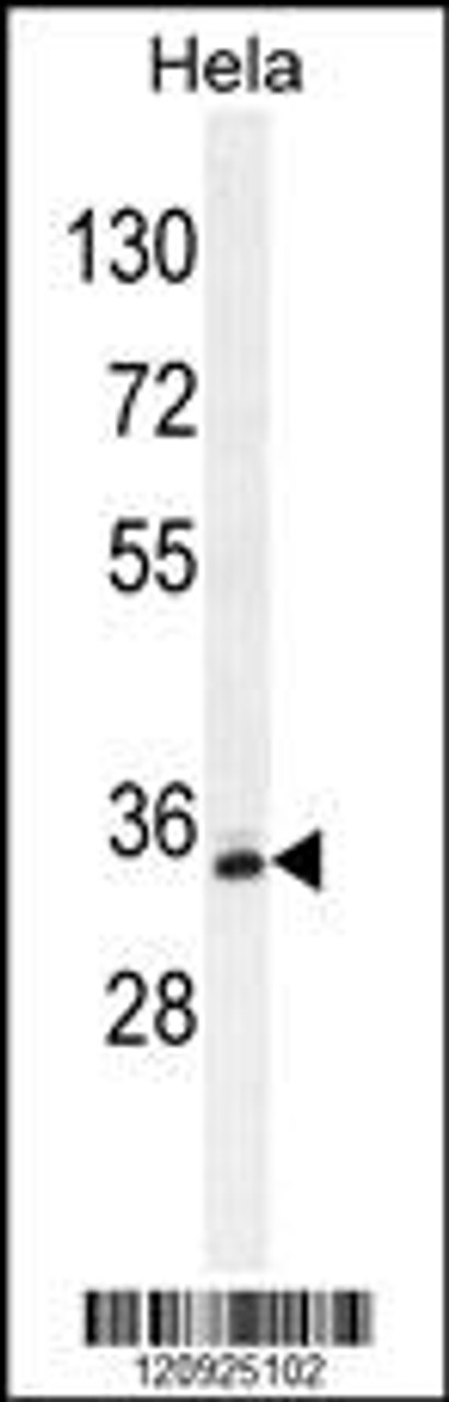 Western blot analysis in Hela cell line lysates (35ug/lane) .