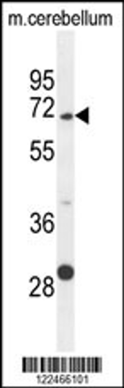 Western blot analysis in mouse cerebellum tissue lysates (35ug/lane) .