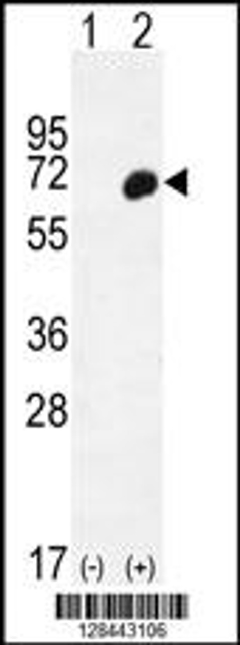 Western blot analysis of HP using rabbit polyclonal HP Antibody using 293 cell lysates (2 ug/lane) either nontransfected (Lane 1) or transiently transfected (Lane 2) with the HP gene.