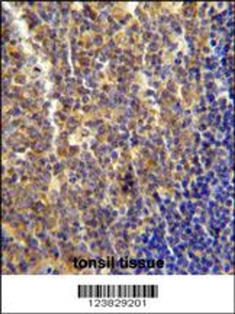 LYRM4 antibody immunohistochemistry analysis in formalin fixed and paraffin embedded human tonsil tissue followed by peroxidase conjugation of the secondary antibody and DAB staining.