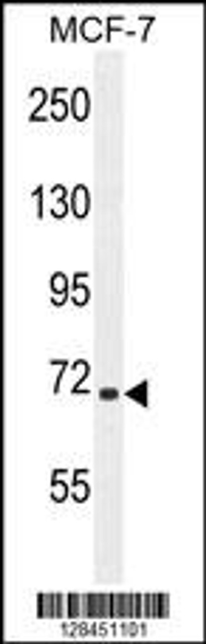 Western blot analysis in MCF-7 cell line lysates (35ug/lane) .