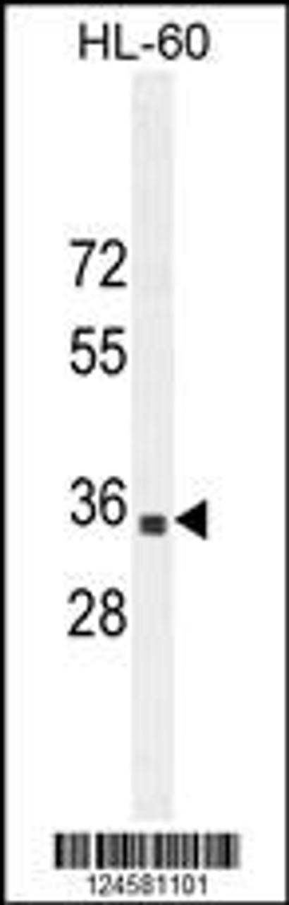 Western blot analysis in HL-60 cell line lysates (35ug/lane) .This demonstrates thedetected the B3GNT4 protein (arrow) .