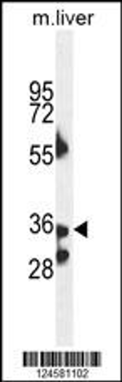 Western blot analysis in mouse liver tissue lysates (35ug/lane) .This demonstrates thedetected the B3GNT4 protein (arrow) .