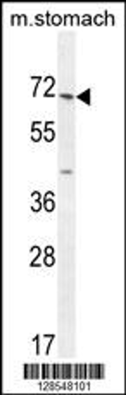 Western blot analysis in mouse stomach tissue lysates (35ug/lane) .