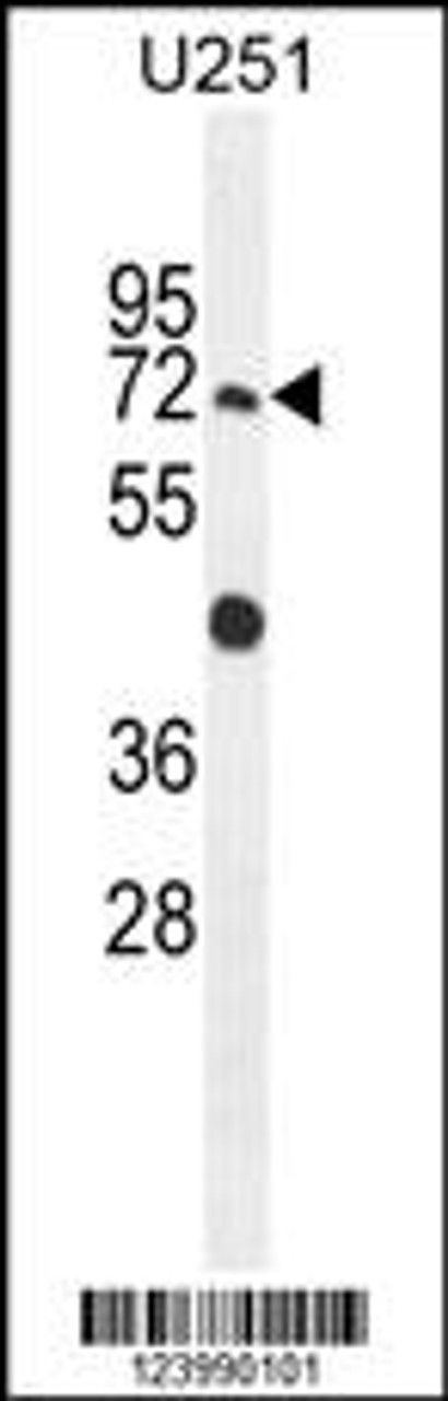 Western blot analysis in U251 cell line lysates (35ug/lane) .