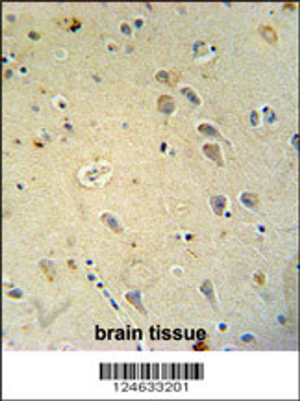 GRIA4 antibody immunohistochemistry analysis in formalin fixed and paraffin embedded human brain tissue followed by peroxidase conjugation of the secondary antibody and DAB staining.