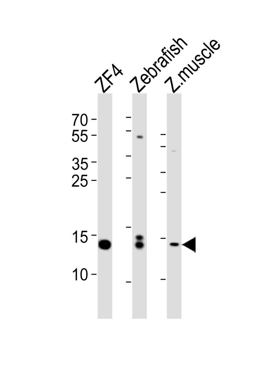 Western blot analysis of lysates from ZF4 cell line, Zebrafish, zebra fish muscle tissue lysate (from left to right) , using HIST1H2BJ Antibody at 1:1000 at each lane.