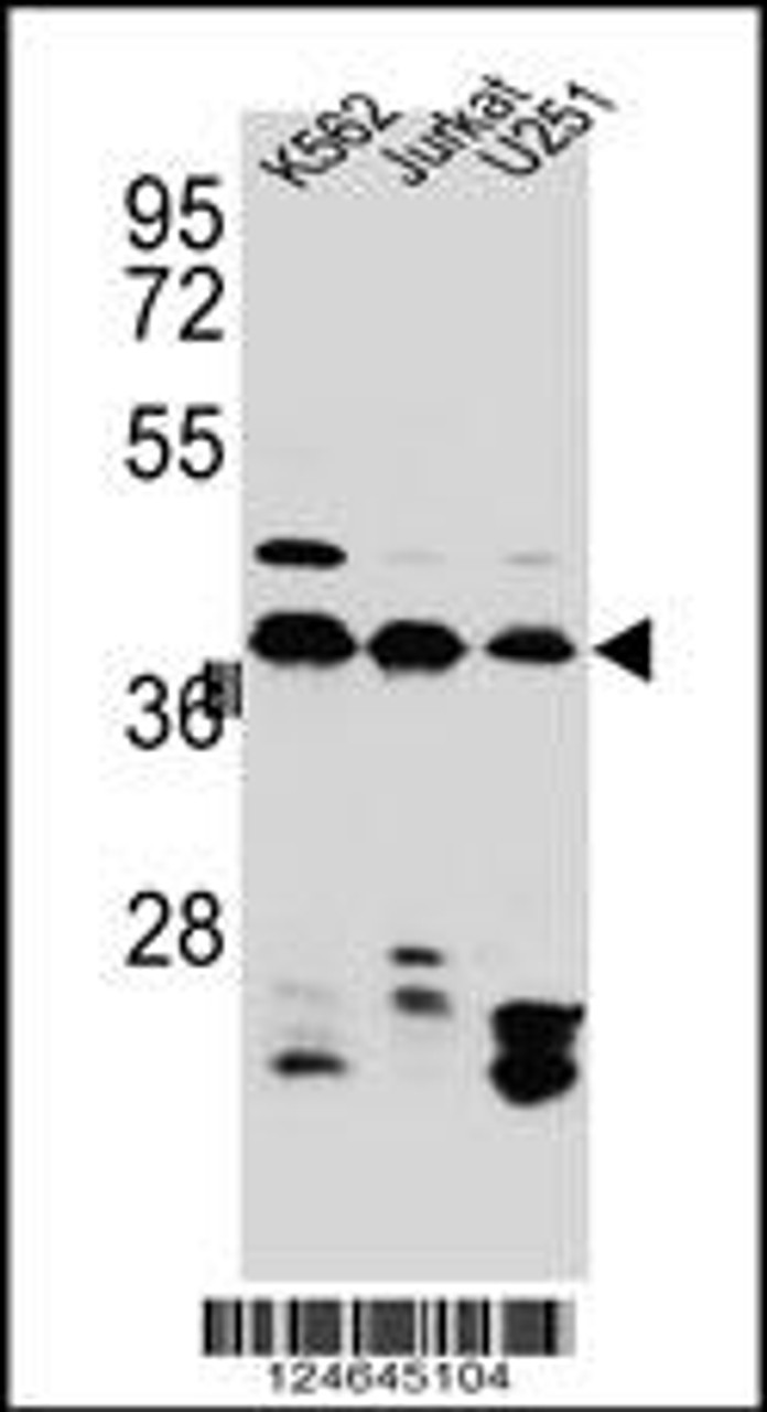 Western blot analysis in Jurkat, K562, U251 cell line lysates (35ug/lane) .