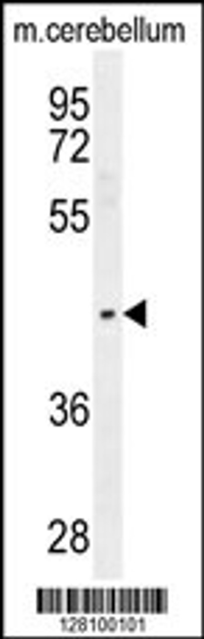 Western blot analysis in mouse cerebellum tissue lysates (35ug/lane) .