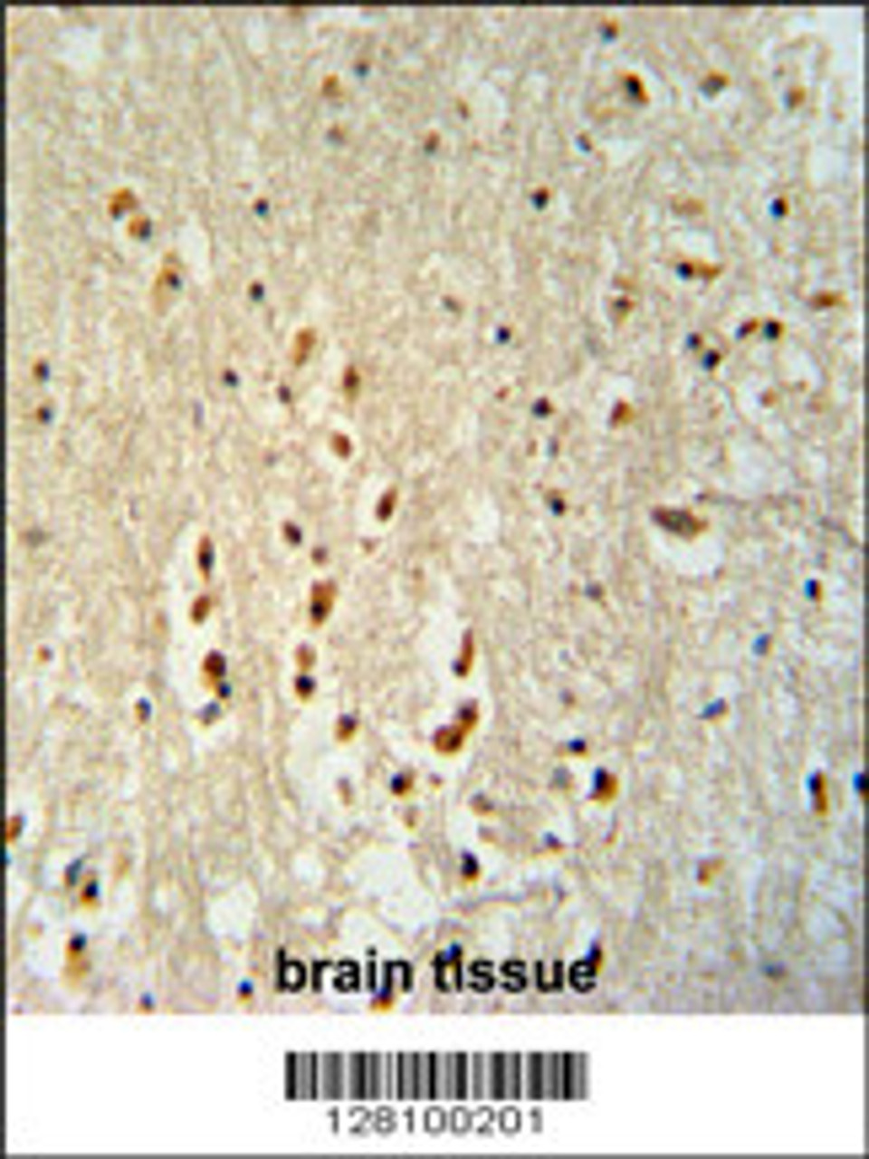 PTOV1 antibody immunohistochemistry analysis in formalin fixed and paraffin embedded human brain tissue followed by peroxidase conjugation of the secondary antibody and DAB staining.