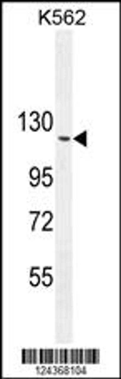 Western blot analysis in K562 cell line lysates (35ug/lane) .