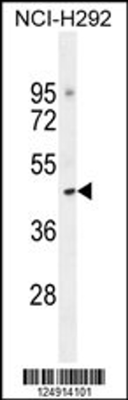 Western blot analysis in NCI-H292 cell line lysates (35ug/lane) .